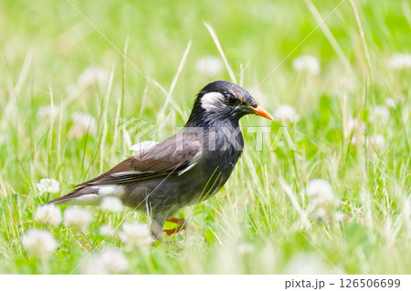 クローバの咲く野原で餌を探すムクドリ 126506699