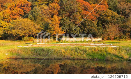 池と畑と黄葉の森のある晩秋の「21世紀の森と広場」風景 池と畑と黄葉の森のある晩秋の「21世紀の森と広場」風景 126506716