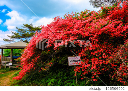 つつじの王者 126506902