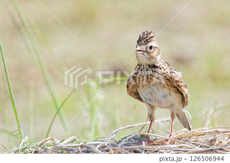 少し冠羽を立てるヒバリ 少し冠羽を立てるヒバリ 126506944