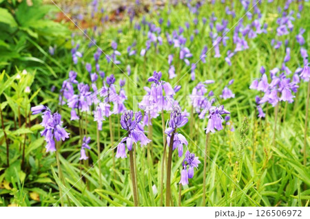 シラーカンパニュラタ（釣鐘水仙） 126506972