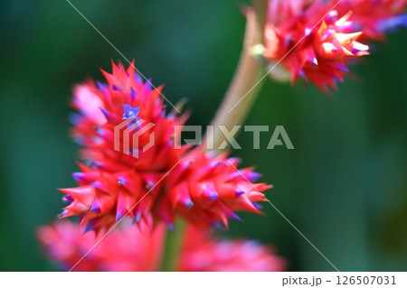 ホーエンベルギア・ステラタの花 126507031