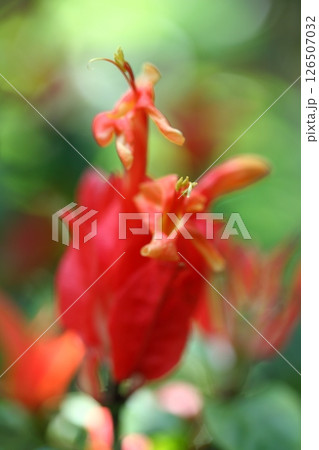 リュエリア・コロラータの花 126507032