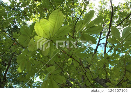 トチノキ 126507103