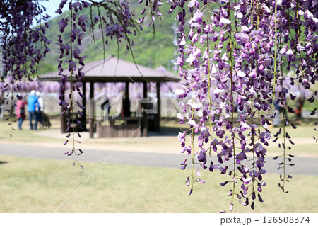 和気神社 藤公園(岡山県 和気町) 和気神社 藤公園(岡山県 和気町) 126508374