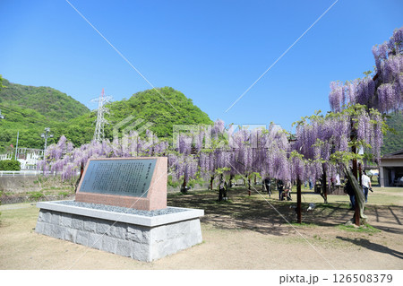 和気神社 藤公園(岡山県 和気町) 和気神社 藤公園(岡山県 和気町) 126508379