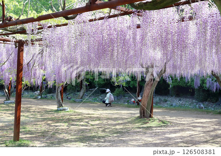 和気神社 藤公園（岡山県 和気町） 126508381