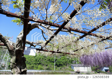 和気神社 藤公園（岡山県 和気町） 126508389