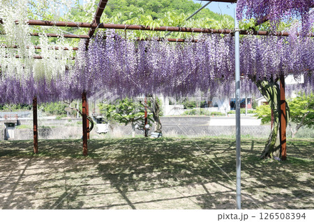 和気神社 藤公園（岡山県 和気町） 126508394