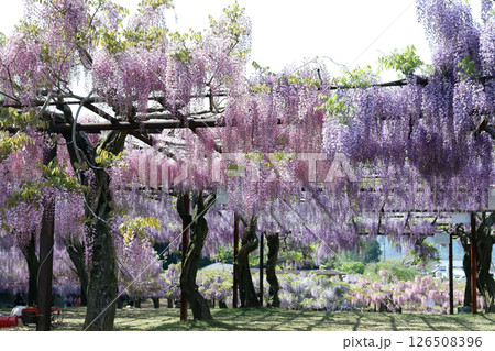 和気神社 藤公園（岡山県 和気町） 126508396