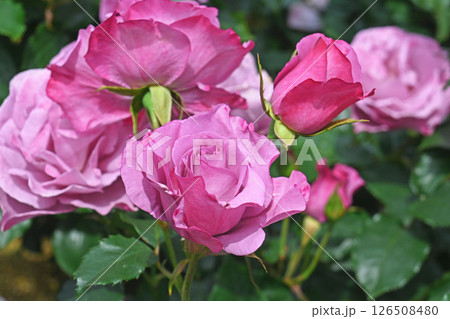 バラの花 126508480