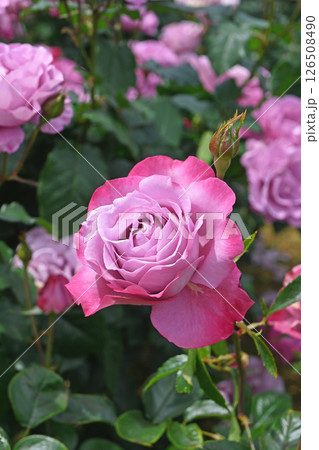 バラの花 126508490