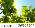 ホオノキ　岐阜県 126508509