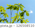 ホオノキ　岐阜県 126508510