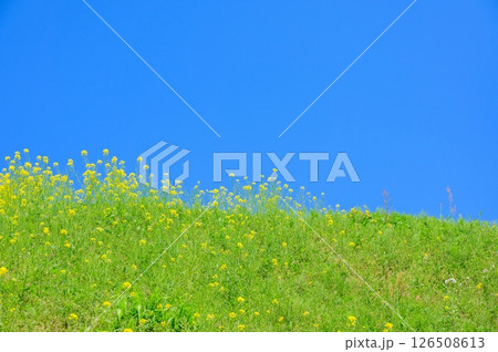 青空の下に咲く菜の花 126508613