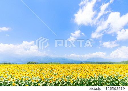 山梨県・明野のひまわり畑 126508619