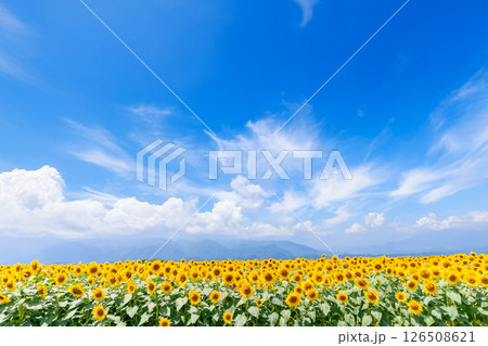 山梨県・明野のひまわり畑 126508621