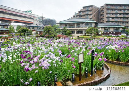 東京都 堀切菖蒲園 ほりきり葛飾菖蒲まつり 東京都 堀切菖蒲園 ほりきり葛飾菖蒲まつり 126508633