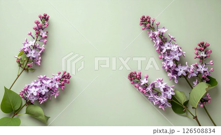 ライトカーキにそっと寄り添う瑞々しいライラック ライトカーキにそっと寄り添う瑞々しいライラック 126508834