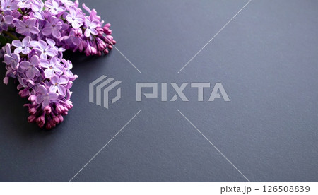 ダークグレーに咲く控えめなライラックの気配 ダークグレーに咲く控えめなライラックの気配 126508839