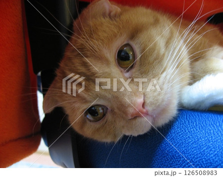 寝転ぶ猫の顔 126508983