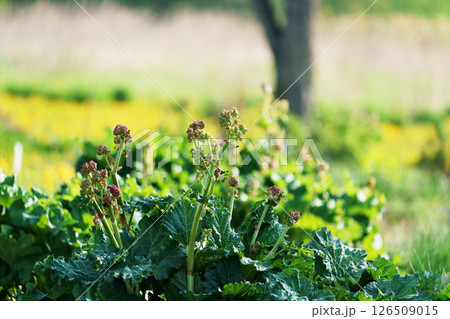 ルバーブ ルバーブ 126509015