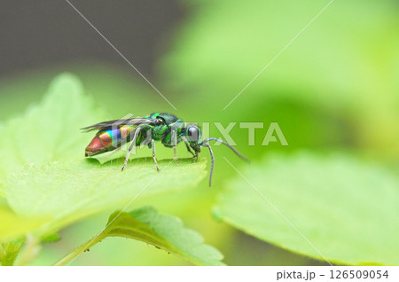 ツマアカセイボウ 美しい昆虫 ツマアカセイボウ 美しい昆虫 126509054