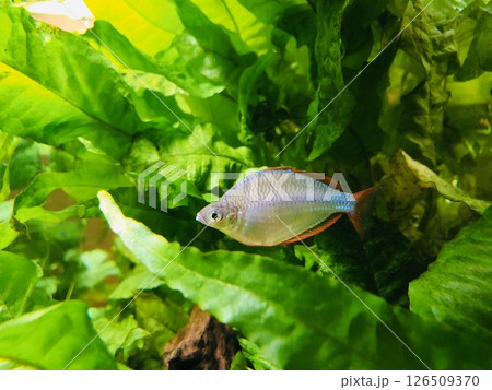 ネオンドワーフレインボー 熱帯魚 淡水魚 観賞魚 ネオンドワーフレインボー 熱帯魚 淡水魚 観賞魚 126509370