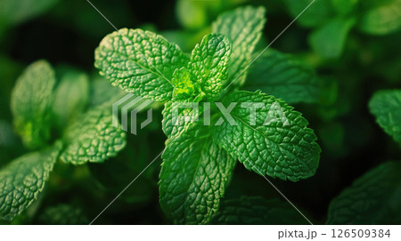 Close-up vibrant green mint leaves, fresh and aromatic, growing in a natural setting. 126509384