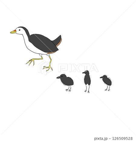 ひな鳥を連れたシロハラクイナ 126509528