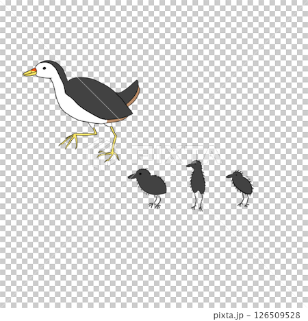 White-breasted Waterhen with chicks White-breasted Waterhen with chicks 126509528