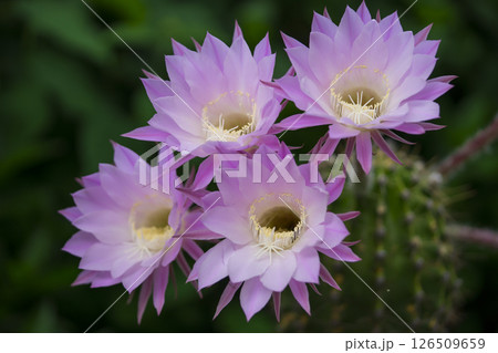 ピンク色のサボテンの花 ピンク色のサボテンの花 126509659