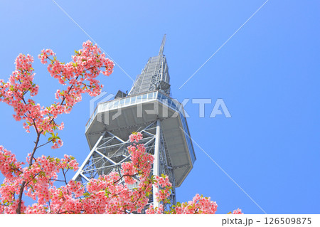愛知県名古屋市、河津桜と名古屋テレビ塔の風景 126509875