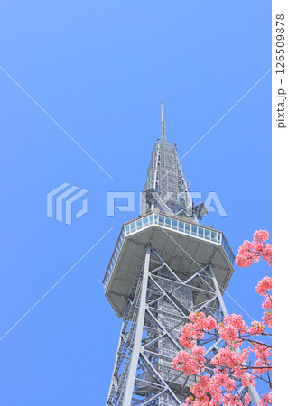 愛知県名古屋市、河津桜と名古屋テレビ塔の風景 愛知県名古屋市、河津桜と名古屋テレビ塔の風景 126509878