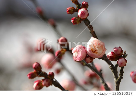 春の訪れを告げる梅の花 春の訪れを告げる梅の花 126510017
