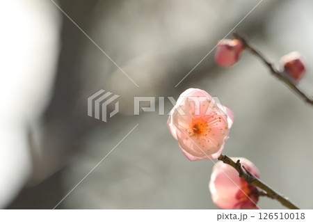 春の訪れを告げる梅の花 126510018