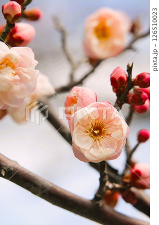 春の訪れを告げる梅の花 126510023