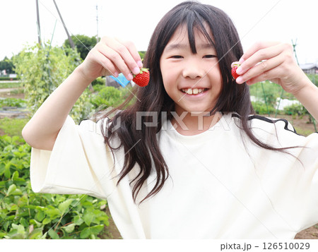 いちごの収穫をする女の子 126510029