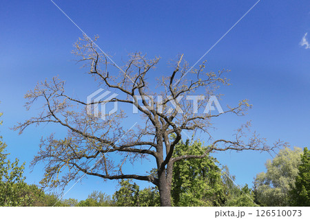 Forest in late spring on a bright day. Forest in late spring on a bright day. 126510073