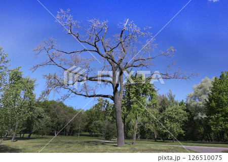 Forest in late spring on a bright day. Forest in late spring on a bright day. 126510075