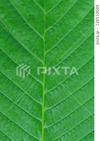 close up texture of green leaf veins. close up texture of green leaf veins. 126510089