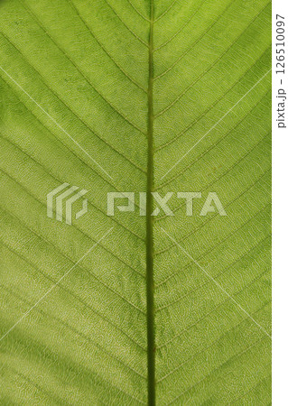 Vertical photo of light green leaf backlit by sunlight. 126510097