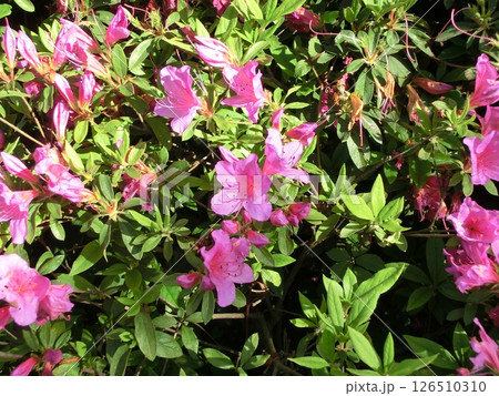 ツツジの花 ツツジの花 126510310