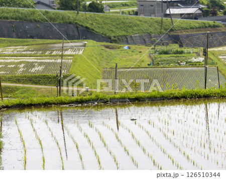 苗が植えられた棚田の風景 苗が植えられた棚田の風景 126510344