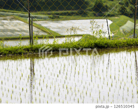 苗が植えられた棚田の風景 126510345
