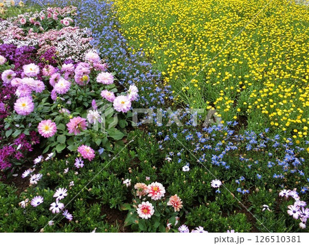 花畑に咲くピンクと黄色の花 126510381