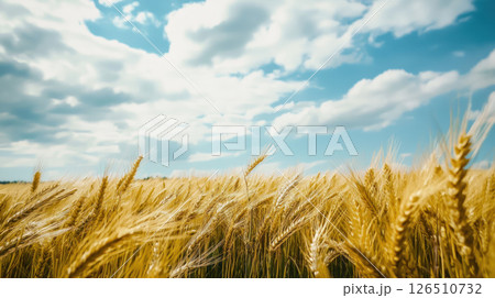 golden barley field swaying gently in wind under dramatic sky golden barley field swaying gently in wind under dramatic sky 126510732