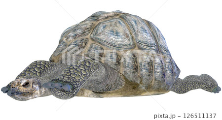 ゾウガメ 126511137