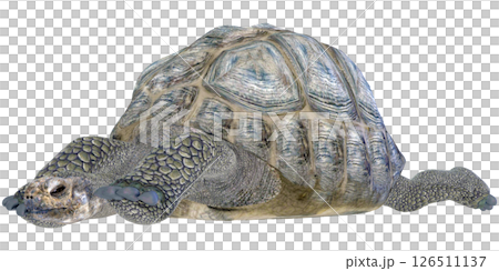 ゾウガメ 126511137
