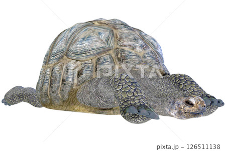 ゾウガメ 126511138
